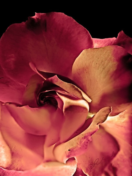 Duchamp Rose No 2 