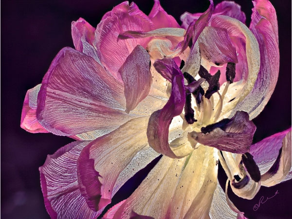 Flower 0851 