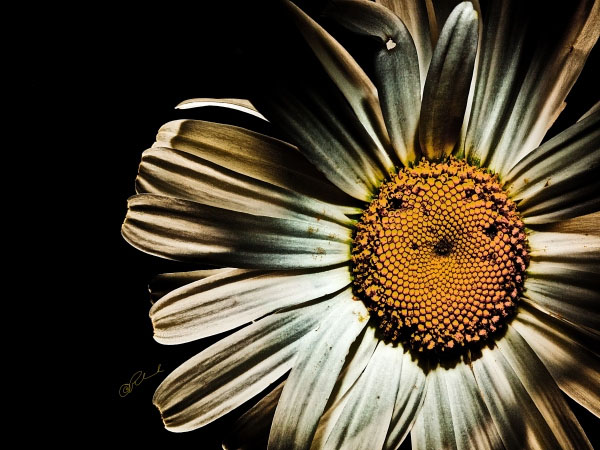 Flower 3058 
