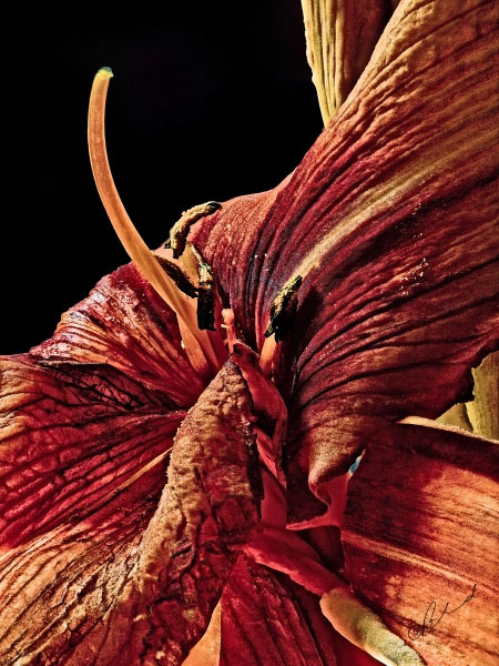 Flower 5655 