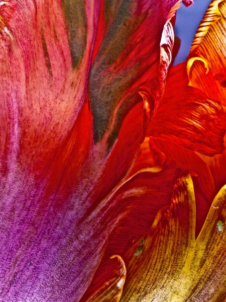 Flower 6954 