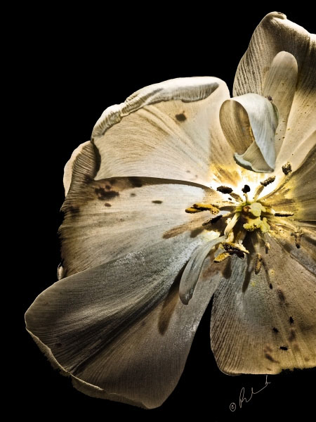Flower 7189 