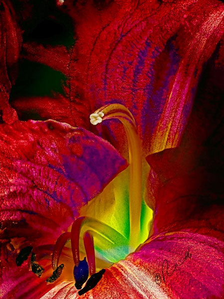 Flower 7412 