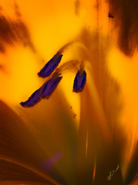 Flower 7451 