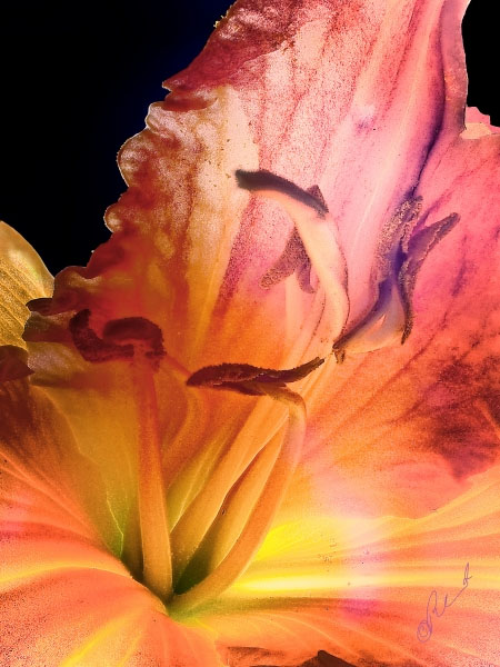 Flower 7479