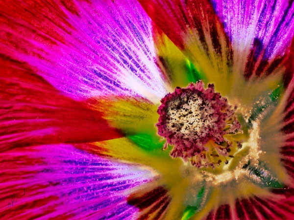 Flower 7481 