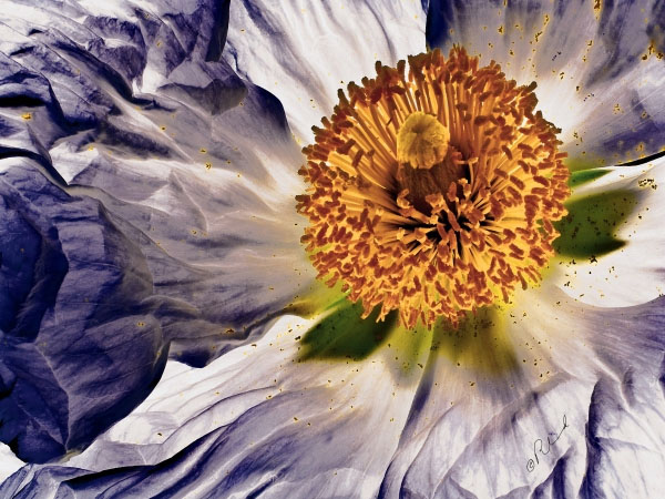 Flower 7511 