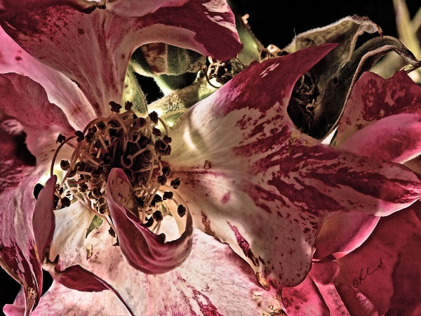 Flower 7512 
