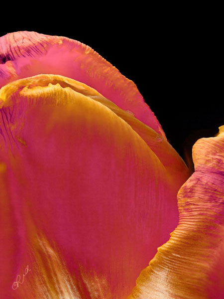 Flower 7850 