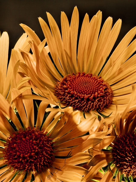 Flower 7876 