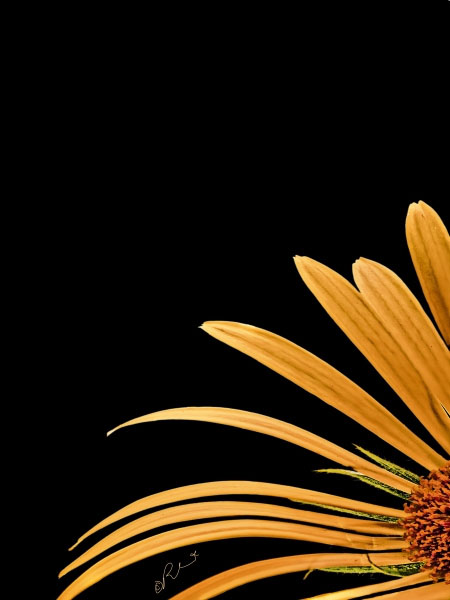 Flower 7957 