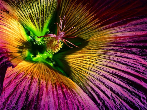Flower 7963 