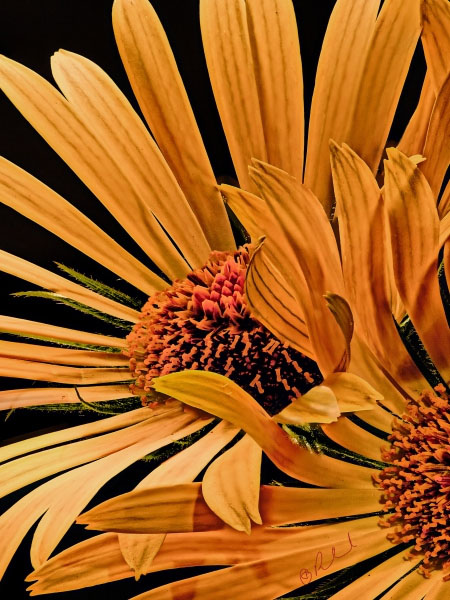 Flower 8344 