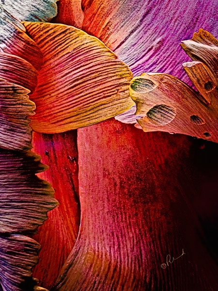 Flower Form 0064 