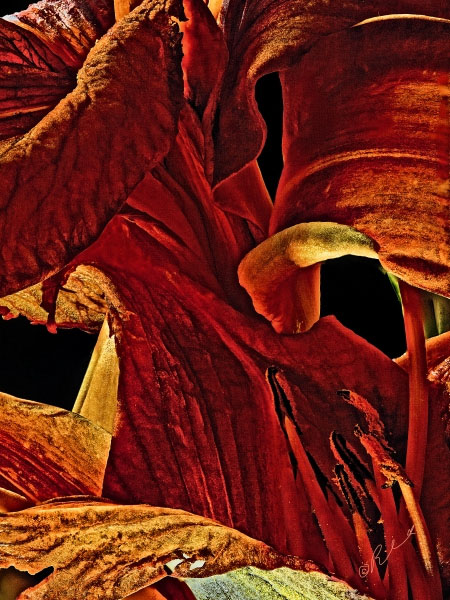 Flower Form 5625 