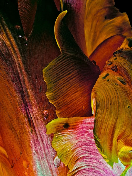 Flower Form 6897 