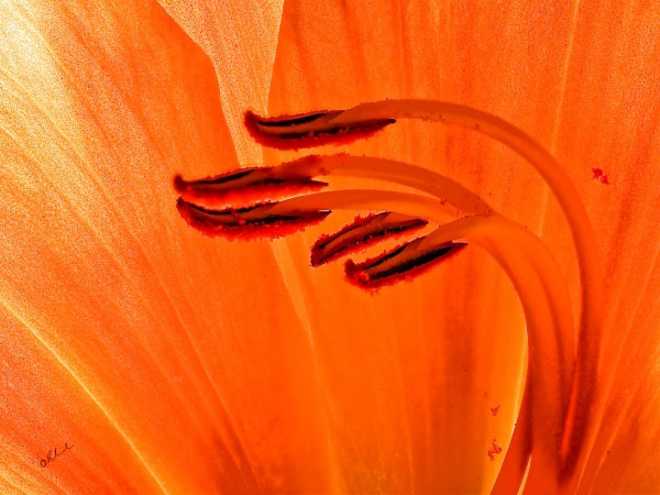 Flower Form 7461 