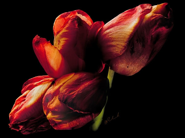Four Tulips 