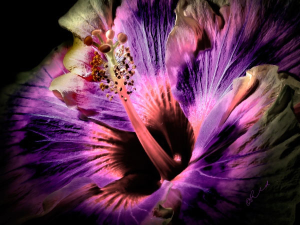 Hibiscus No 1 