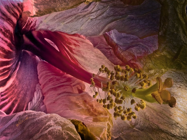 Hibiscus No 2 