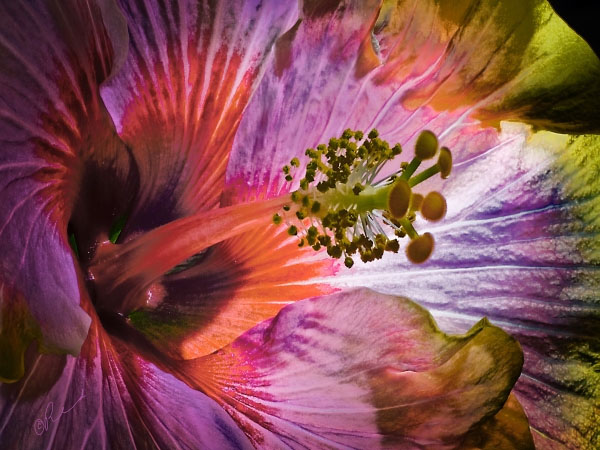 Hibiscus No 3 