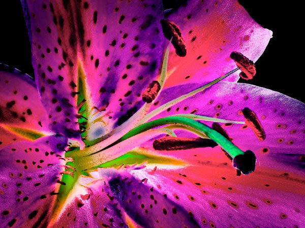 Lily No 1 