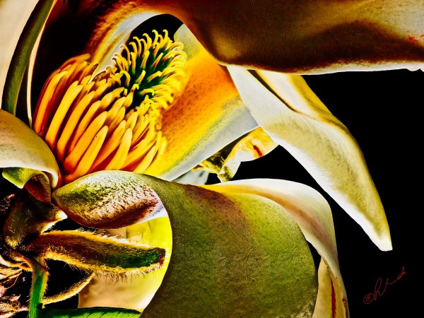 Magnolia No 1 