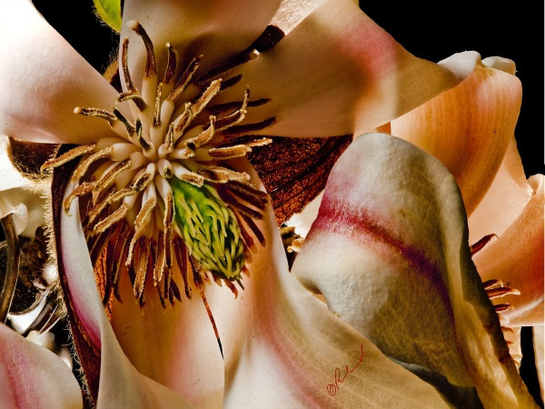 Magnolia No 2 