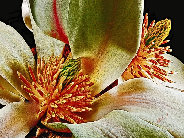 Magnolia No 3 