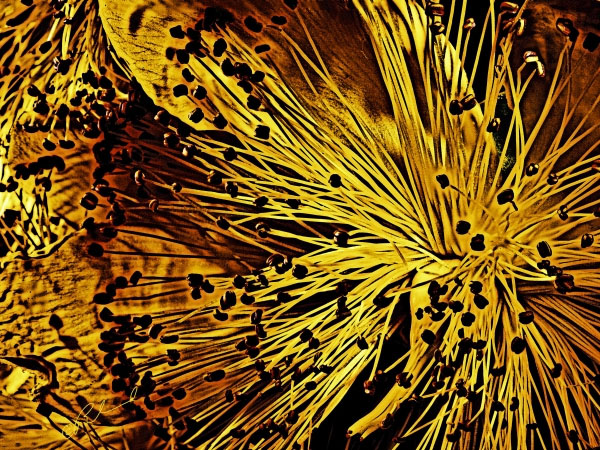 St Johns Wort No 2 