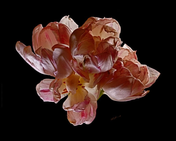 Tulip Quartet 