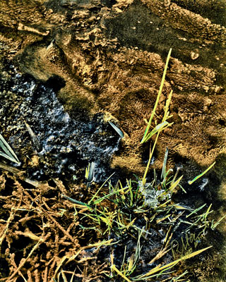 Organics, No. 6