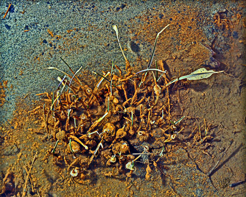 Organics, No. 9